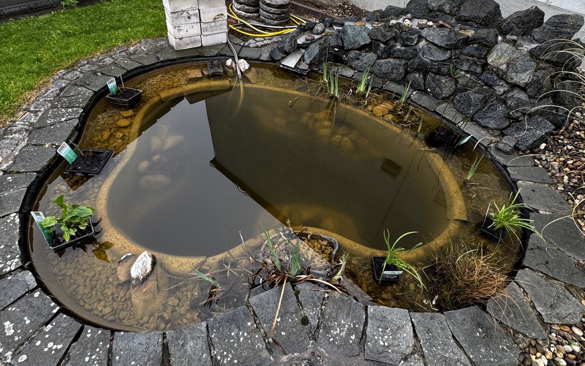 Kleiner Gartenteich mit brauner, verschlammter Brühe vor der Reinigung