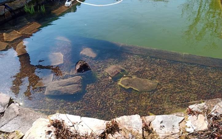 Schwimmteich nach der Reinigung — Fadenalgen entfernt, Steine der Flachzone wieder sichtbar