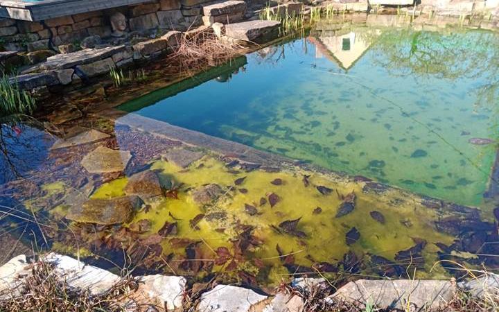 Derselbe Schwimmteich vorher — gelbgrüne Fadenalgenteppiche in der Flachzone
